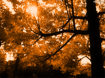 Autumn shines