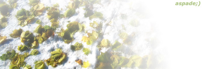spring summer fall winter